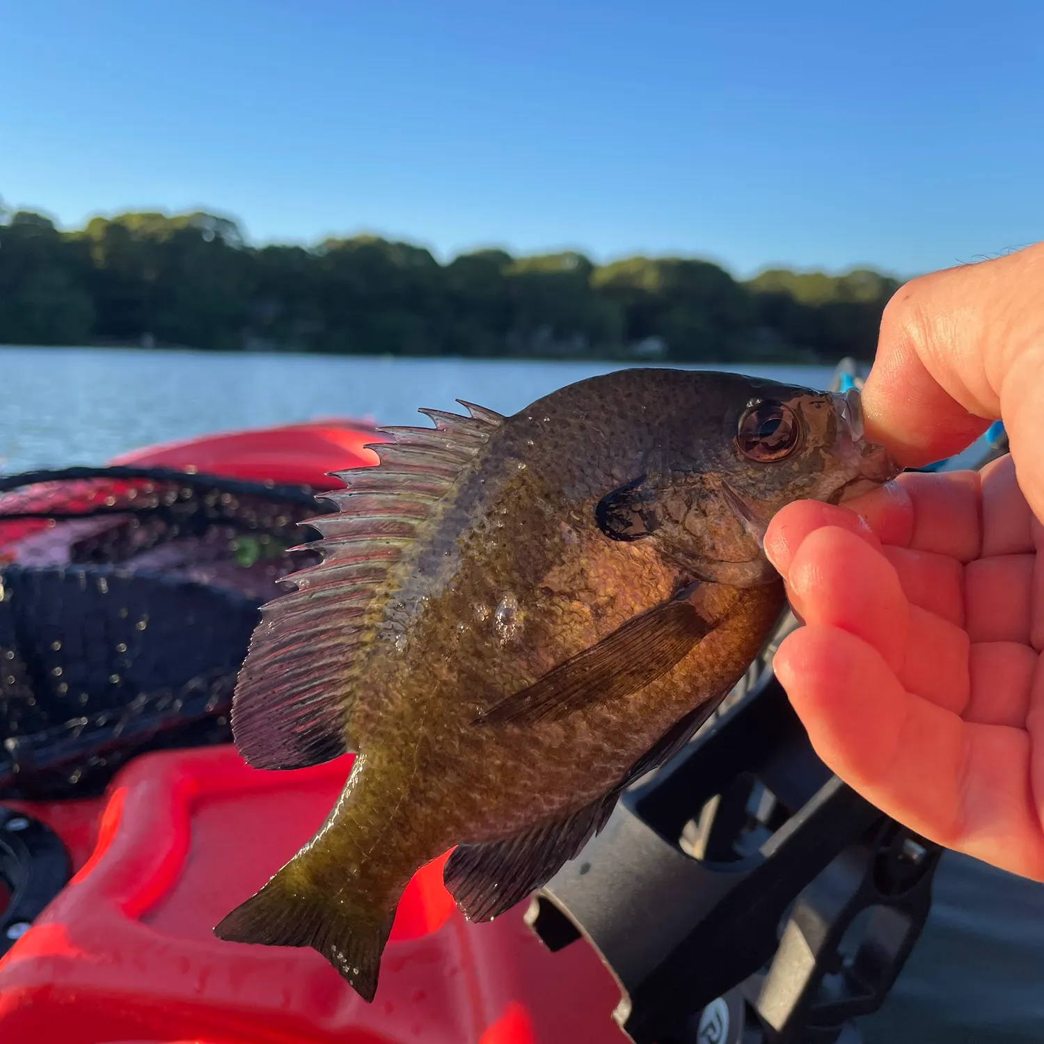 Bluegill caught on Fishbrain