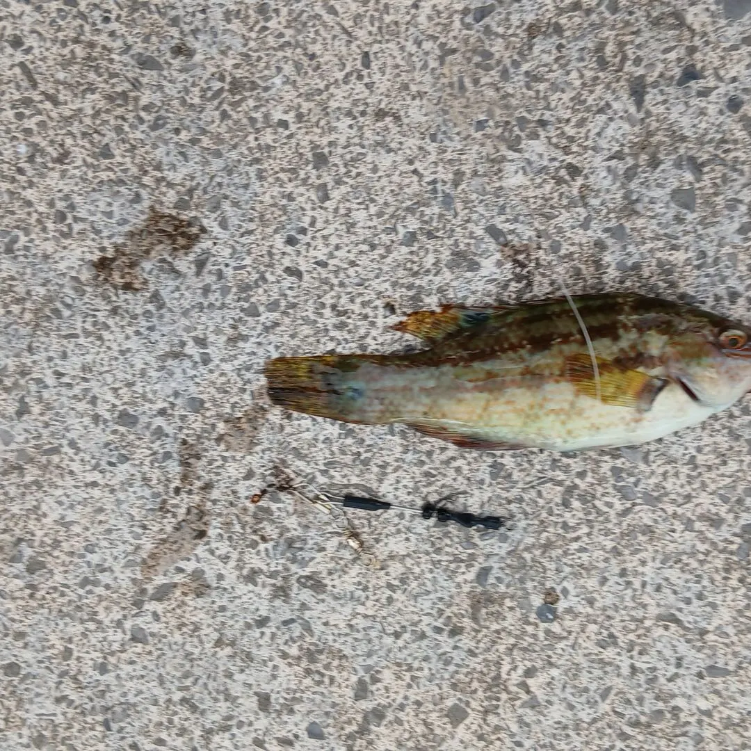 Ballan wrasse caught on Fishbrain