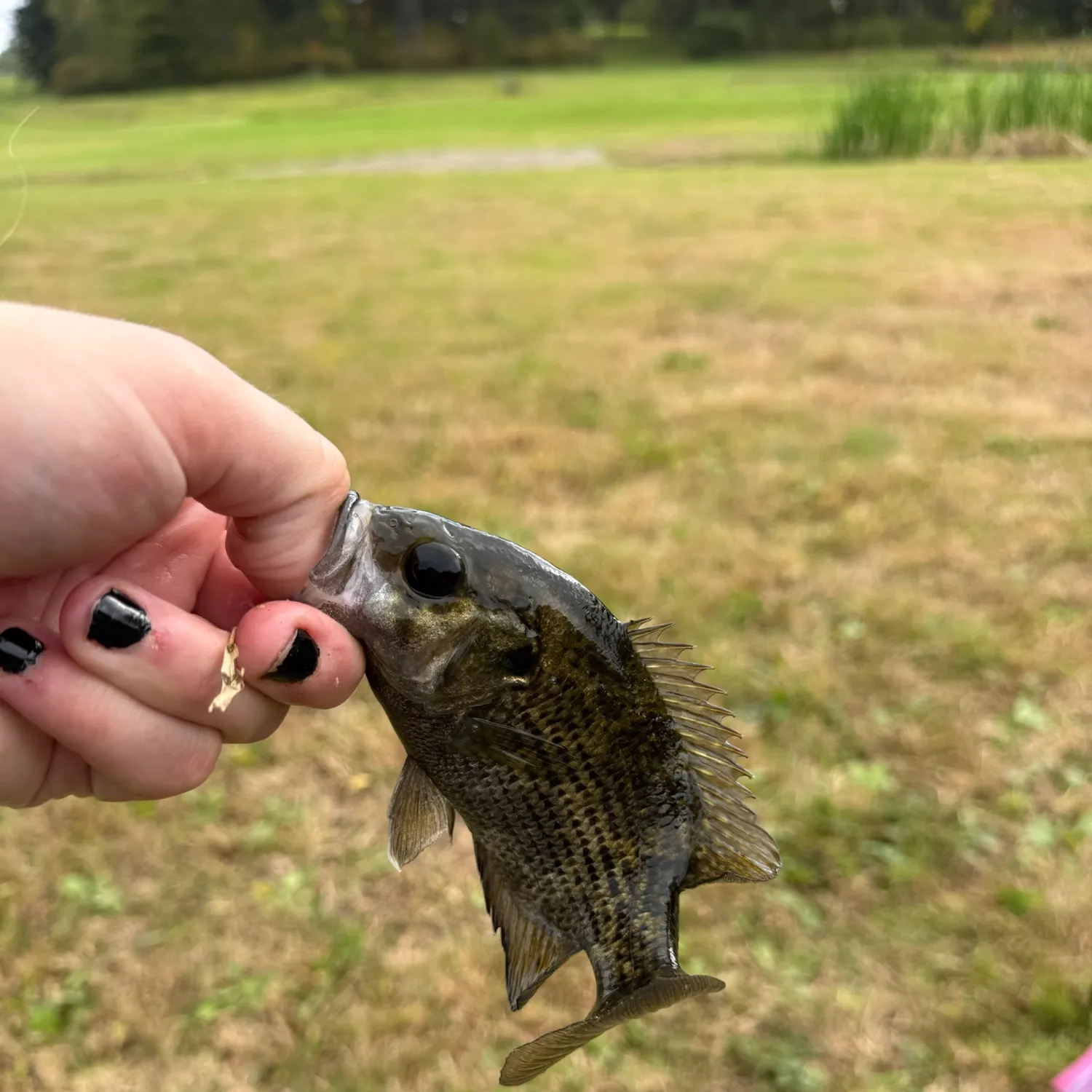 Rock bass caught on Fishbrain