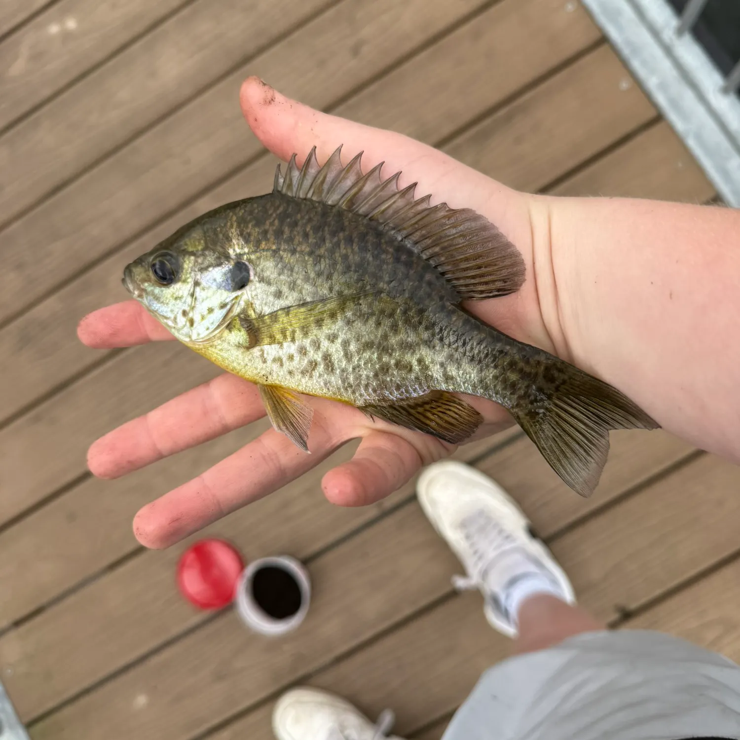 The most recent Redear x bluegill catches on Fishbrain