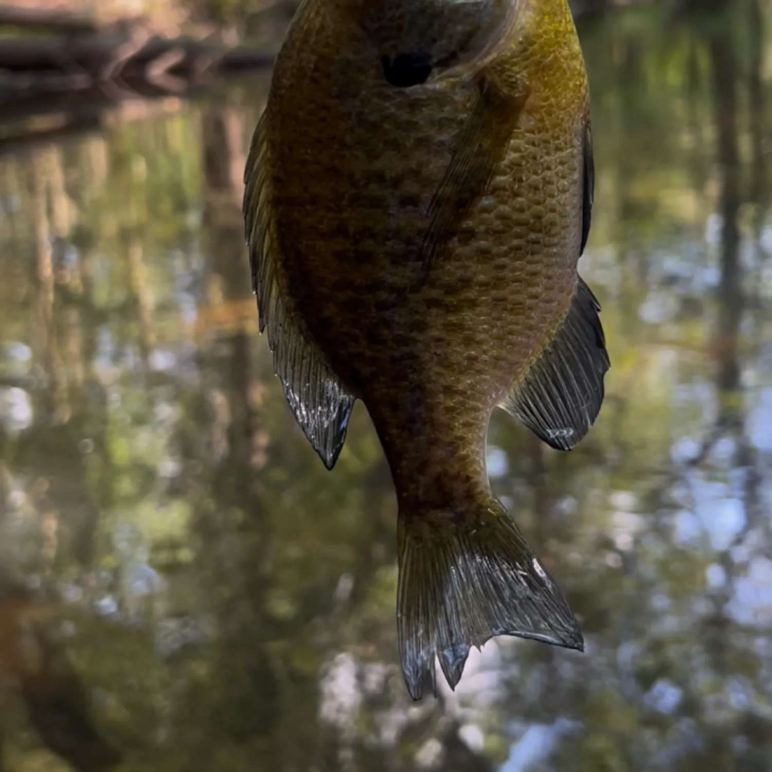 The most recent Bluegill catches on Fishbrain