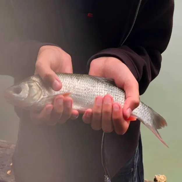 The most recent Common dace catches on Fishbrain