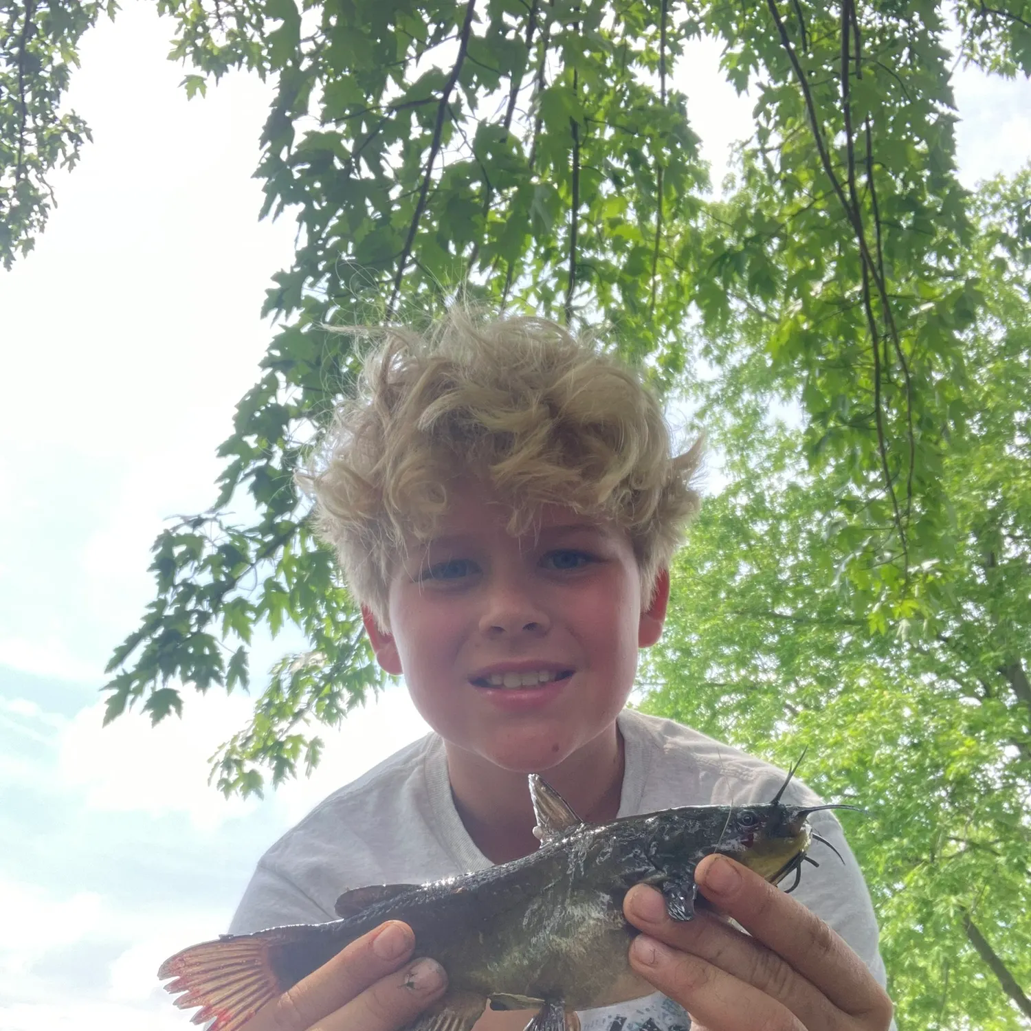 The most recent Yellow bullhead catches on Fishbrain