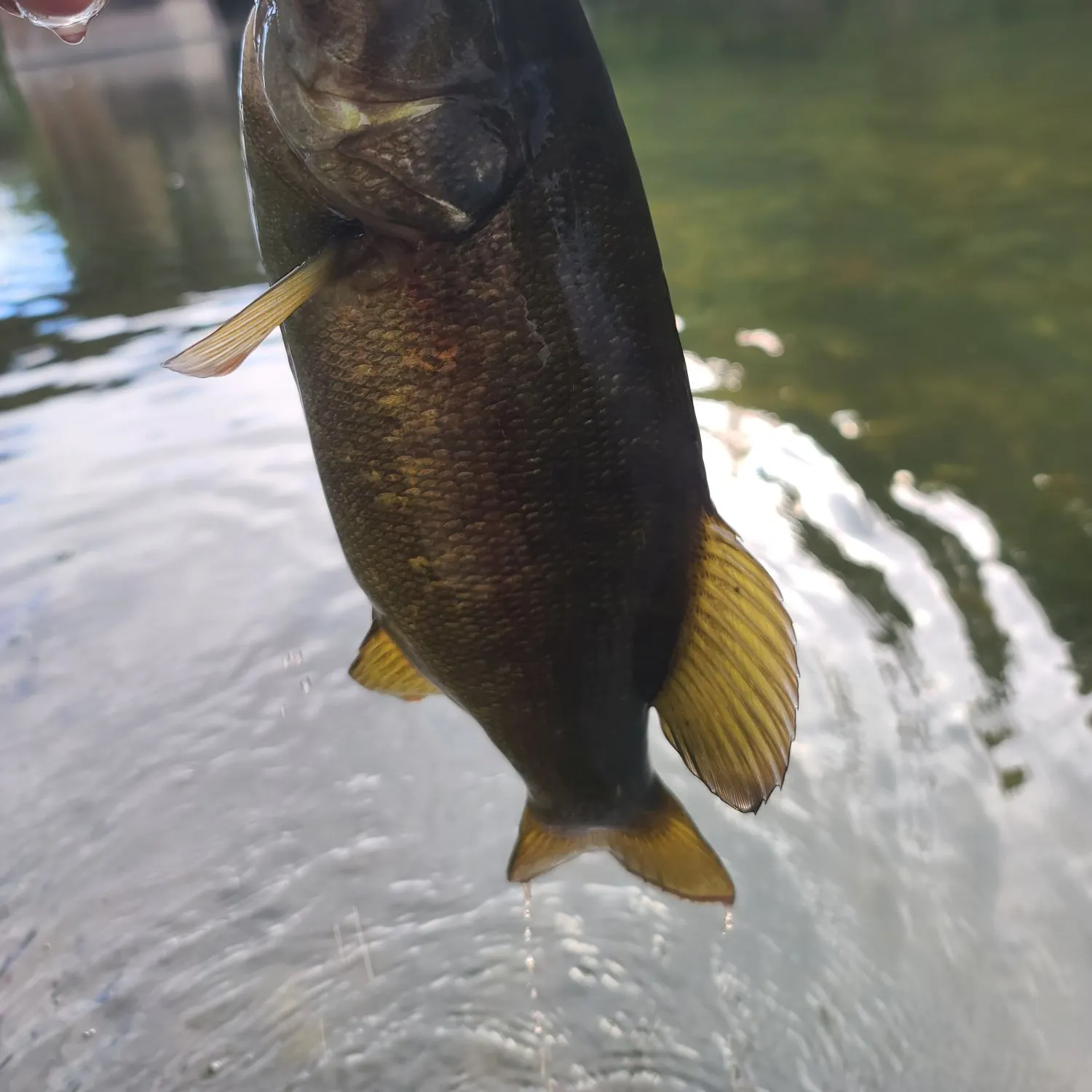 Smallmouth bass caught on Fishbrain