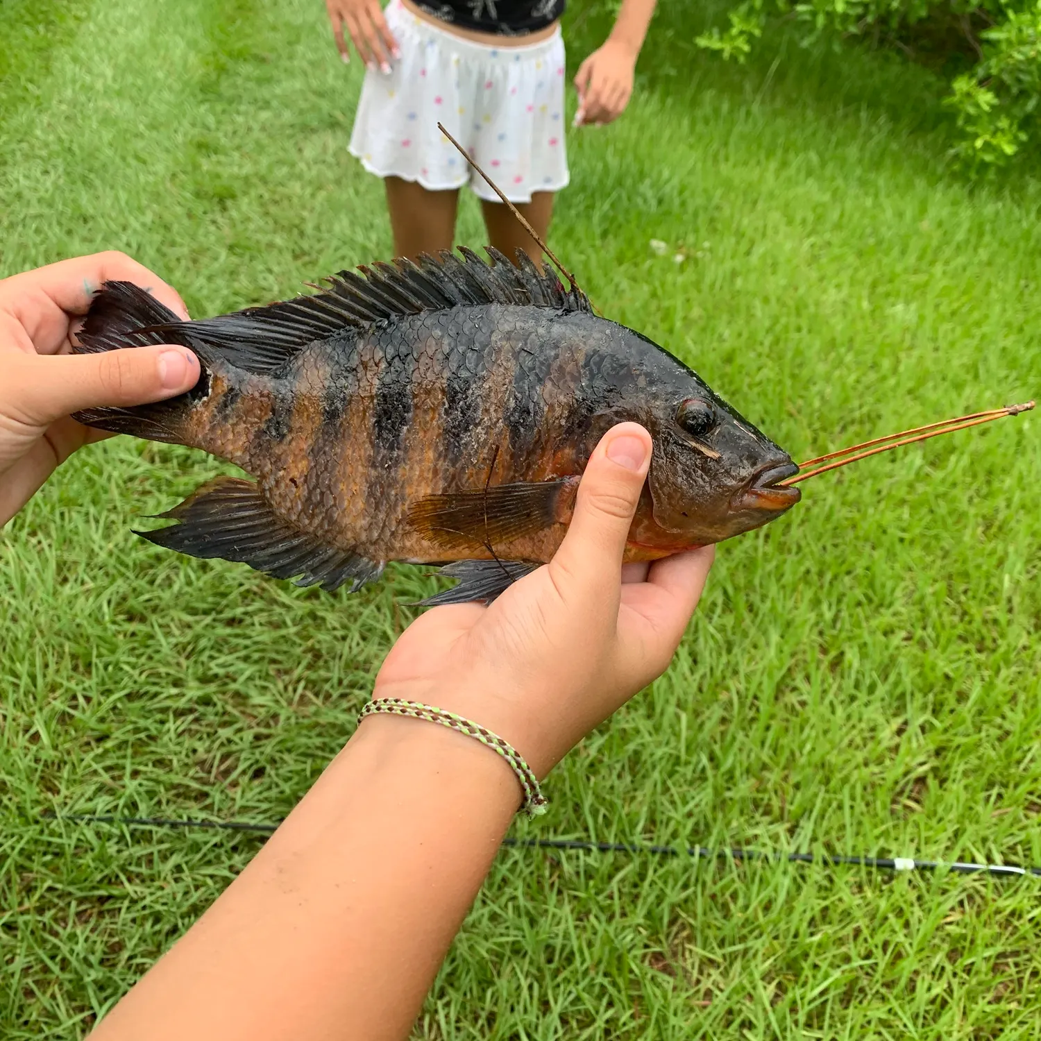 The most recent Rio Grande x mayan cichlid catches on Fishbrain