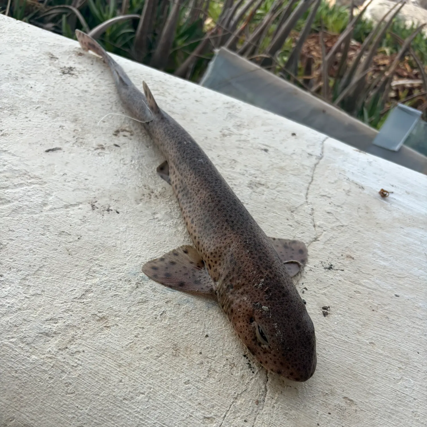 Fish caught on Fishbrain