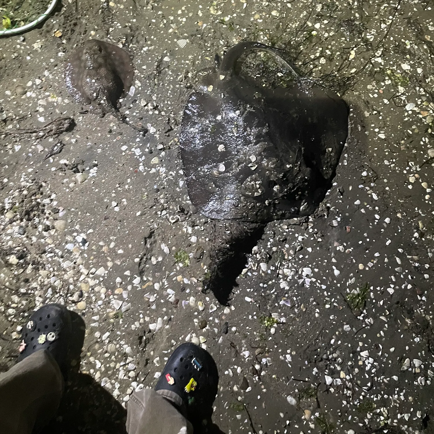 The most recent Diamond stingray catches on Fishbrain