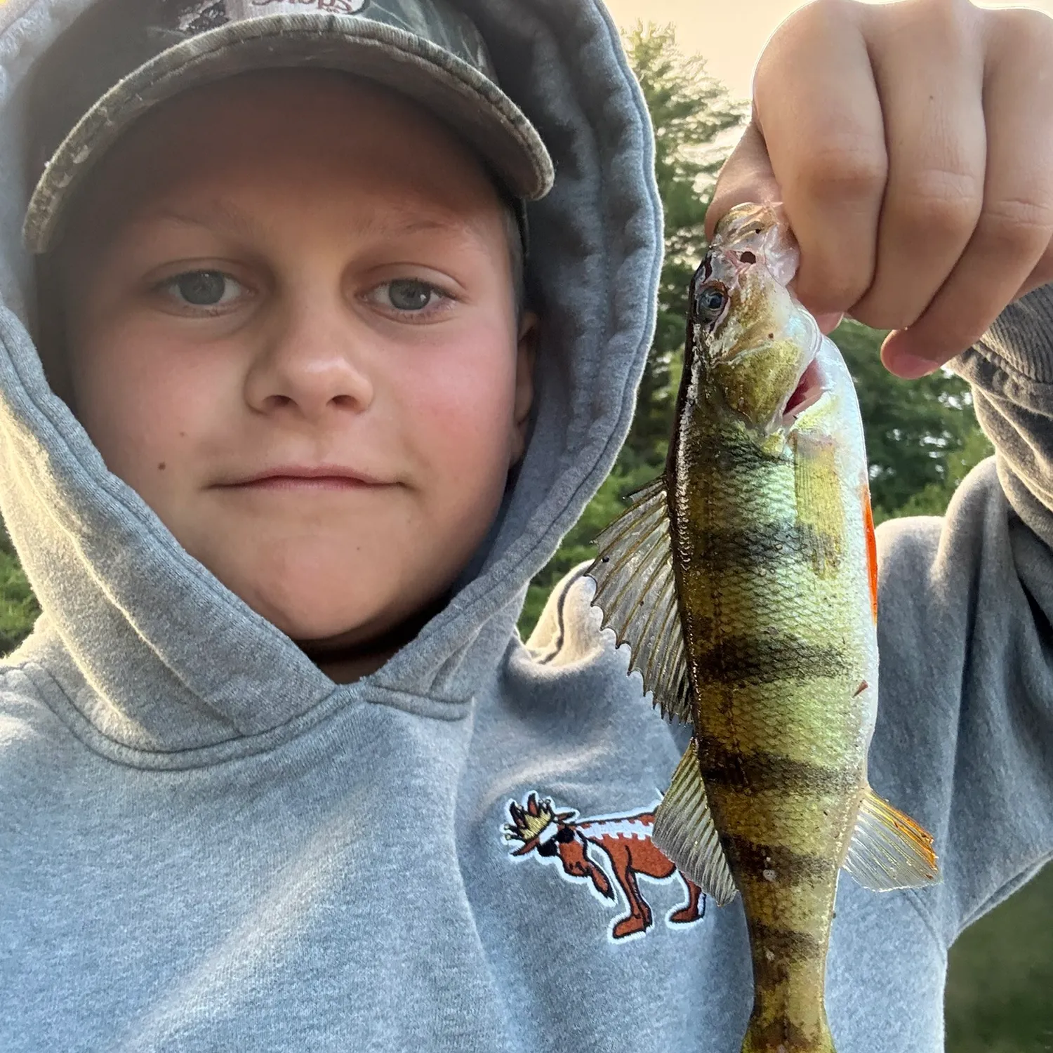 Yellow perch caught on Fishbrain