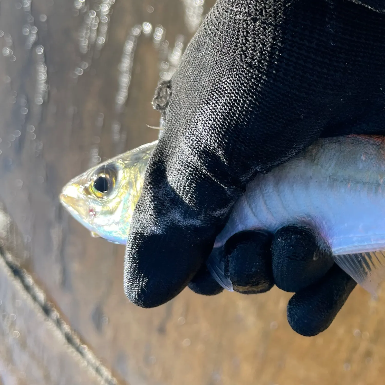 The most recent Yellowtail scad catches on Fishbrain