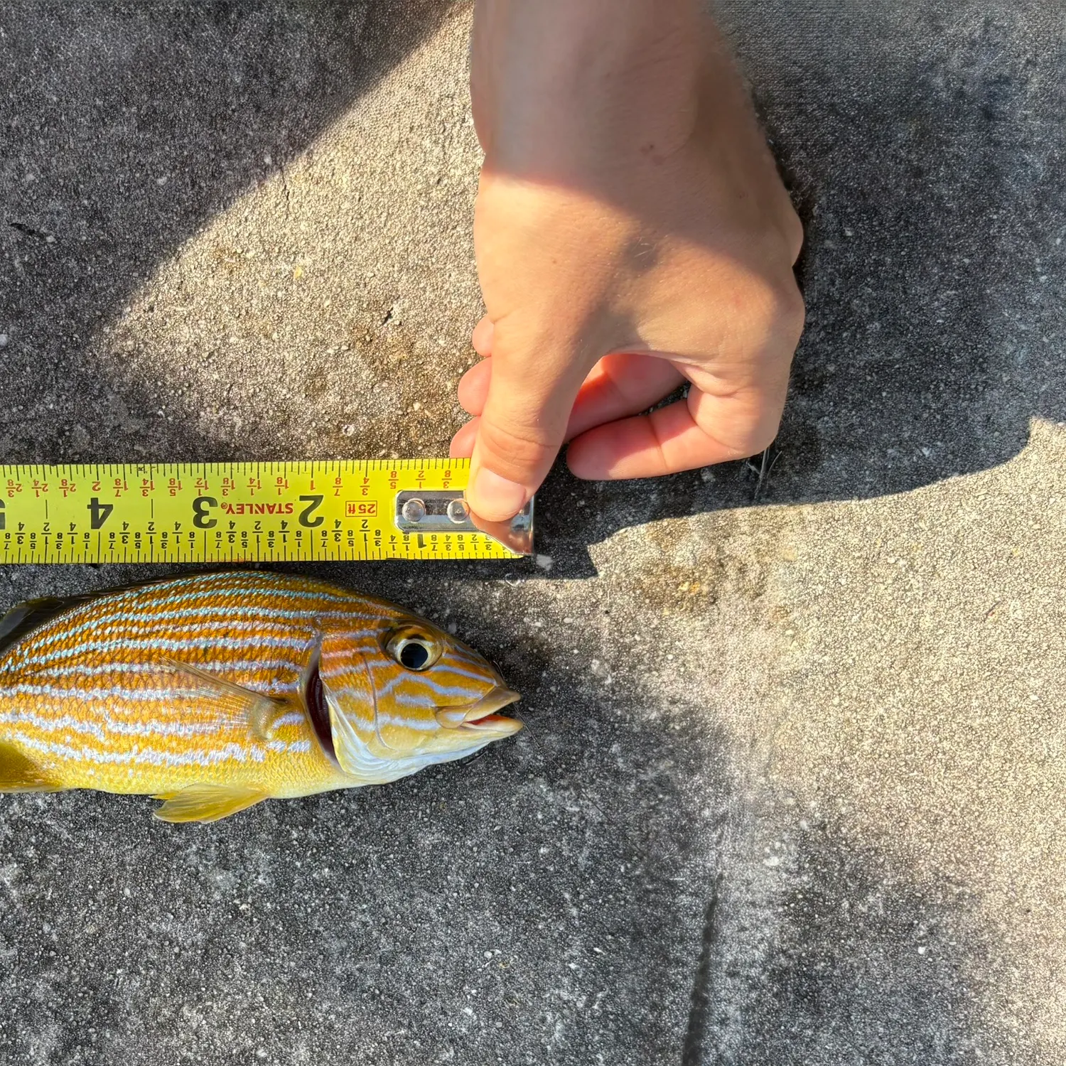 recently logged catches