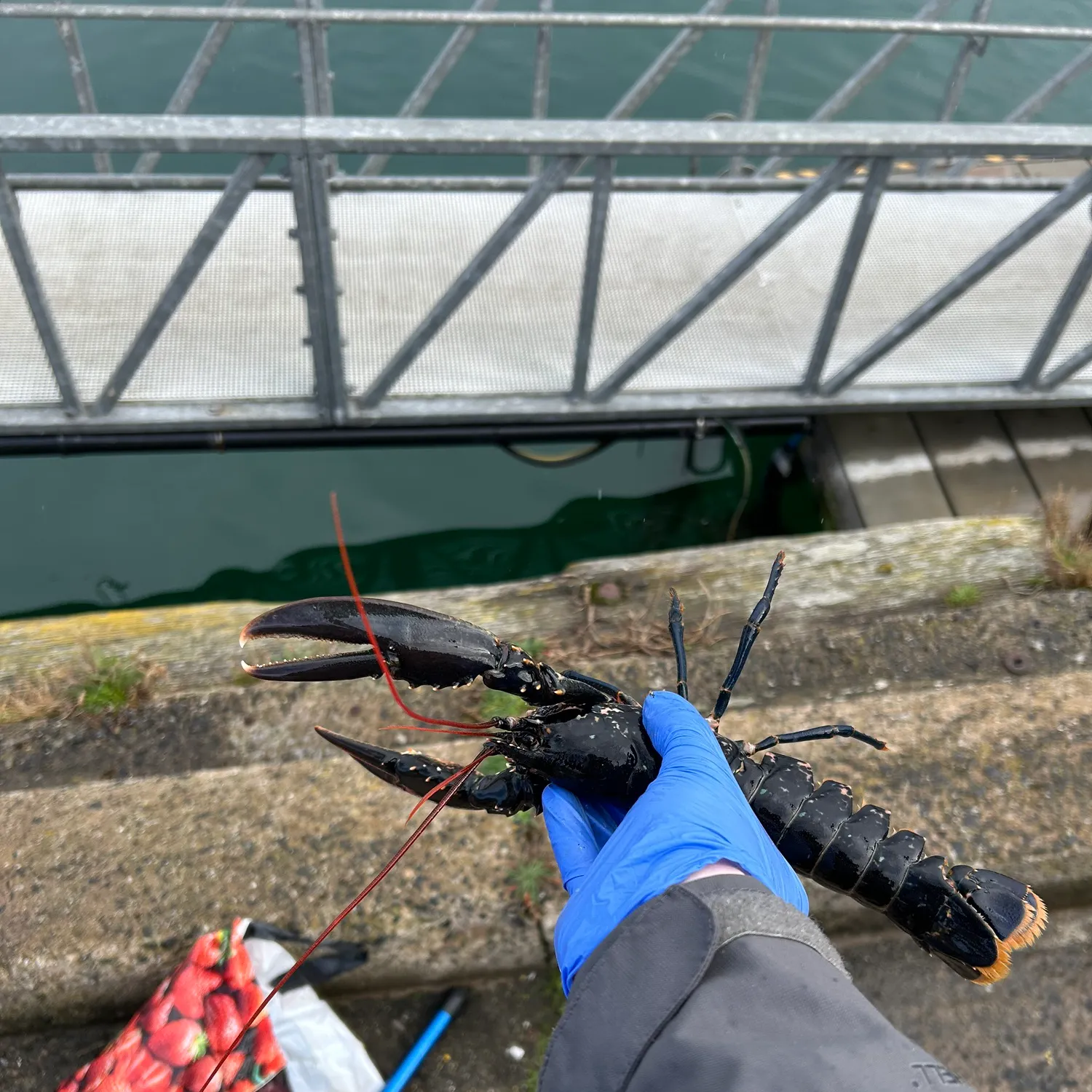 The most recent European lobster catches on Fishbrain