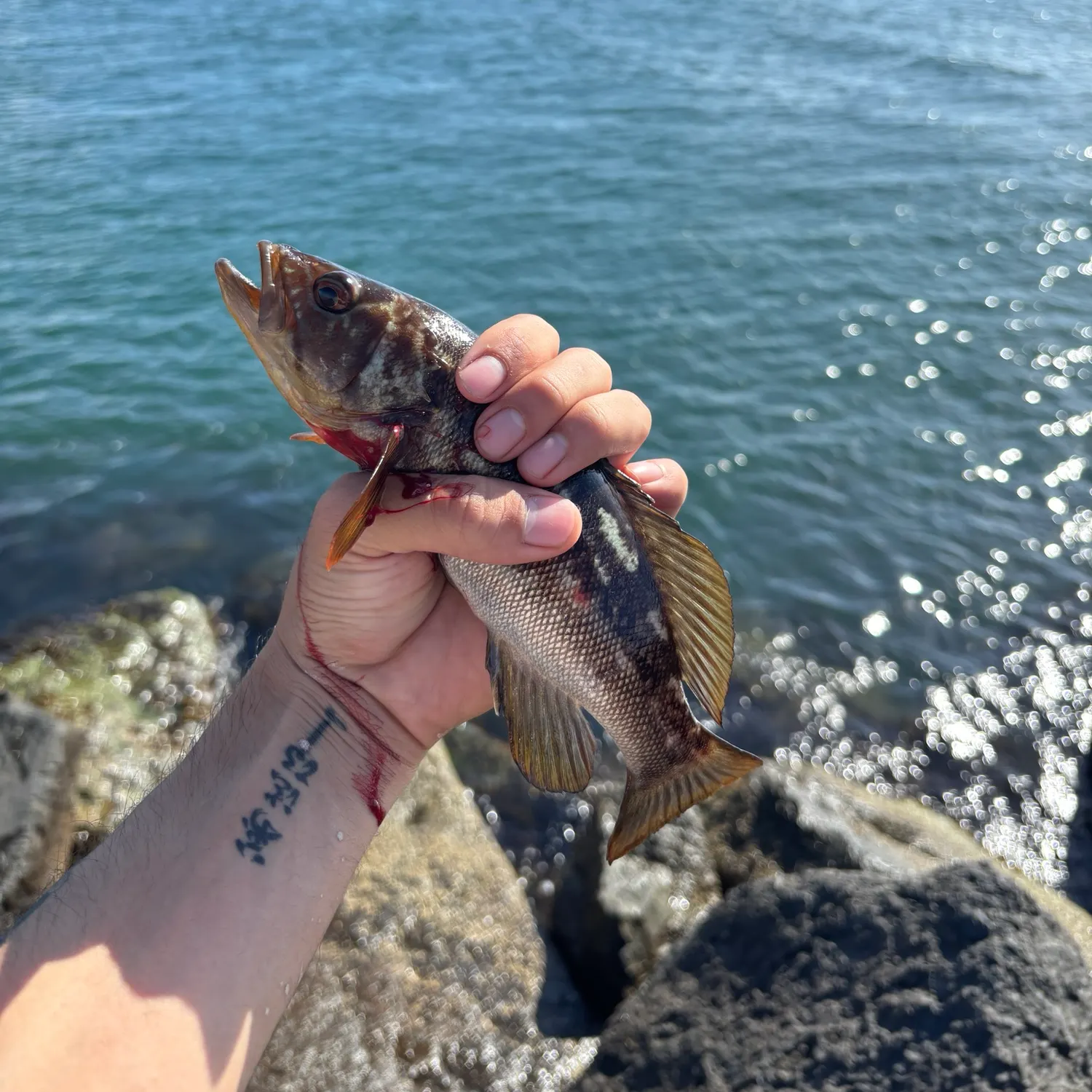 Kelp bass caught on Fishbrain