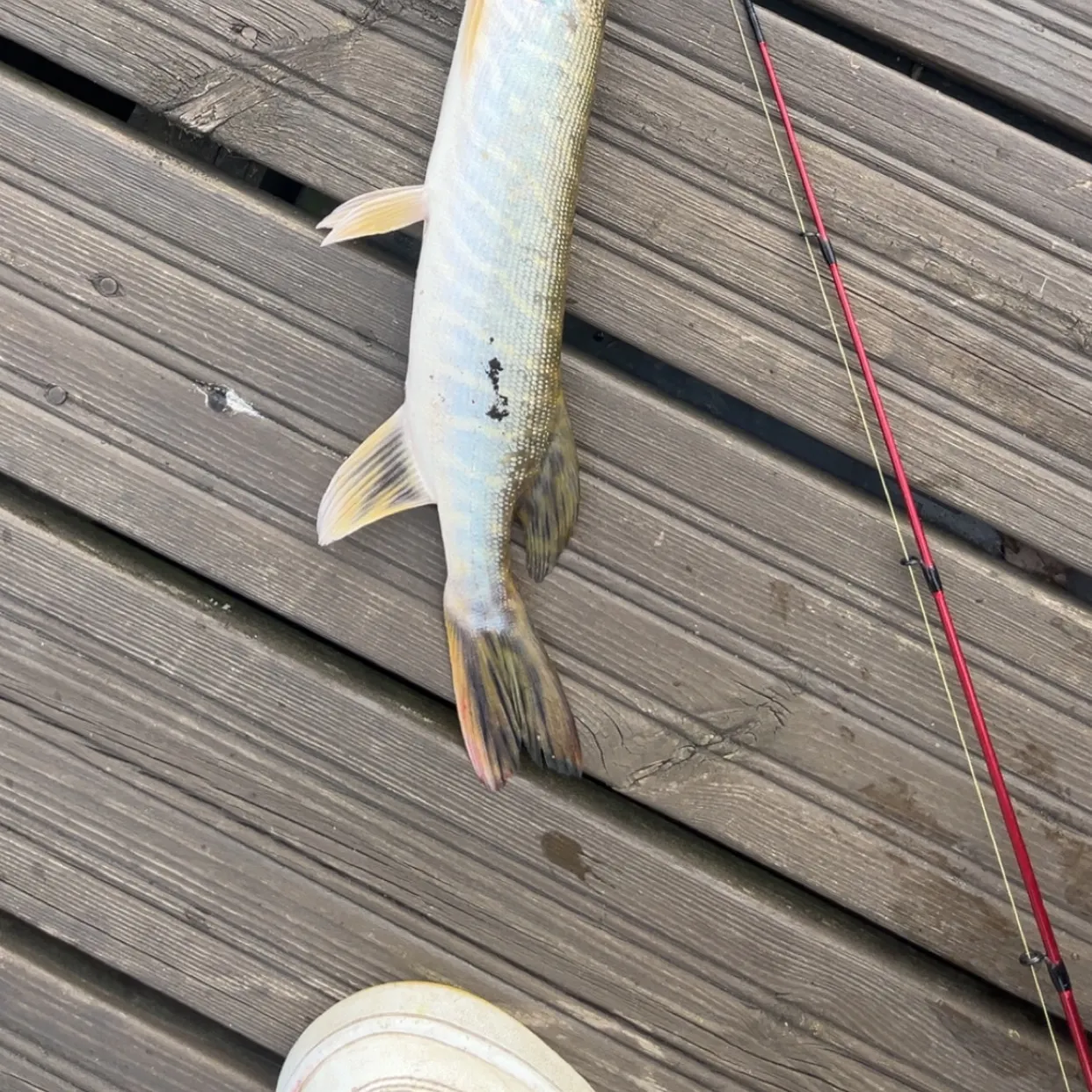 Northern pike caught on Fishbrain