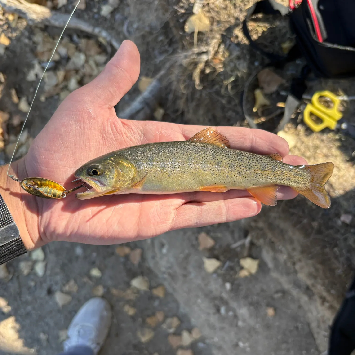 Cutthroat trout caught on Fishbrain