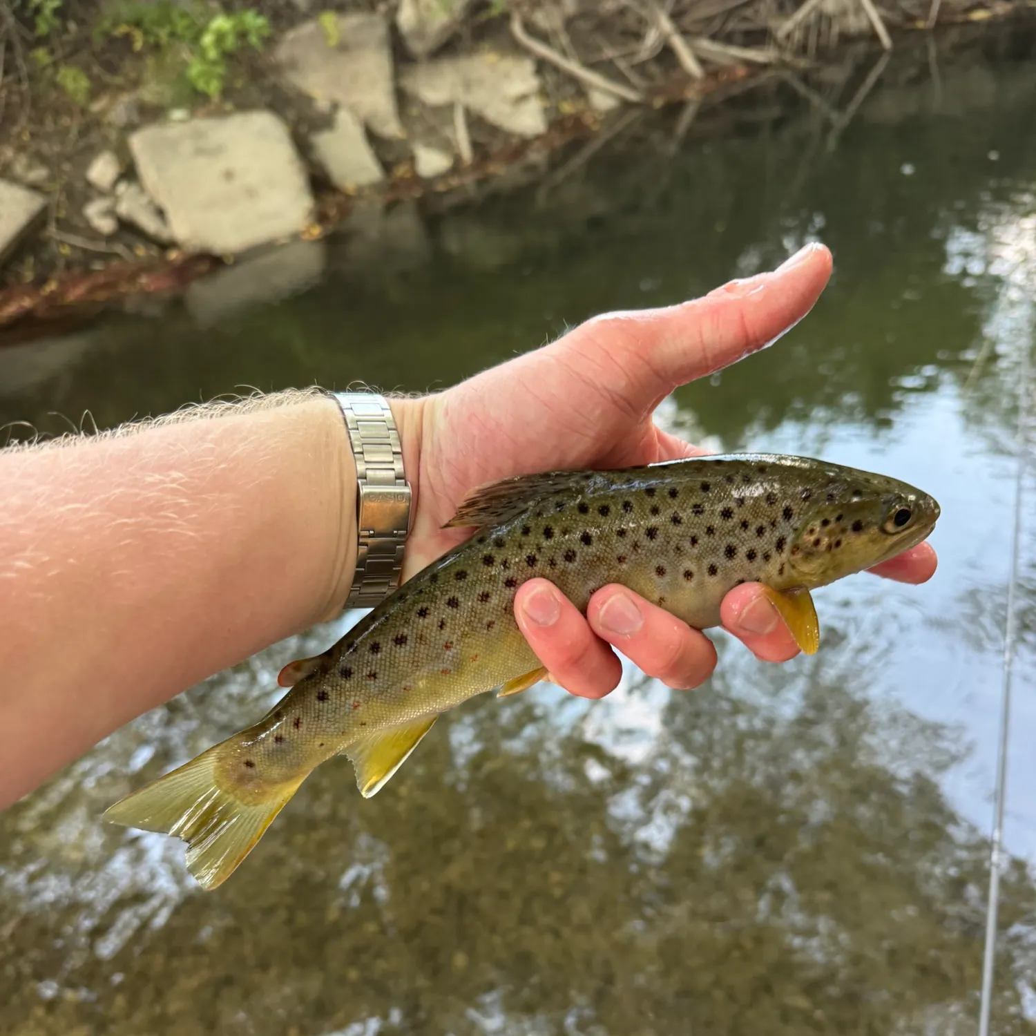 Brown trout caught on Fishbrain