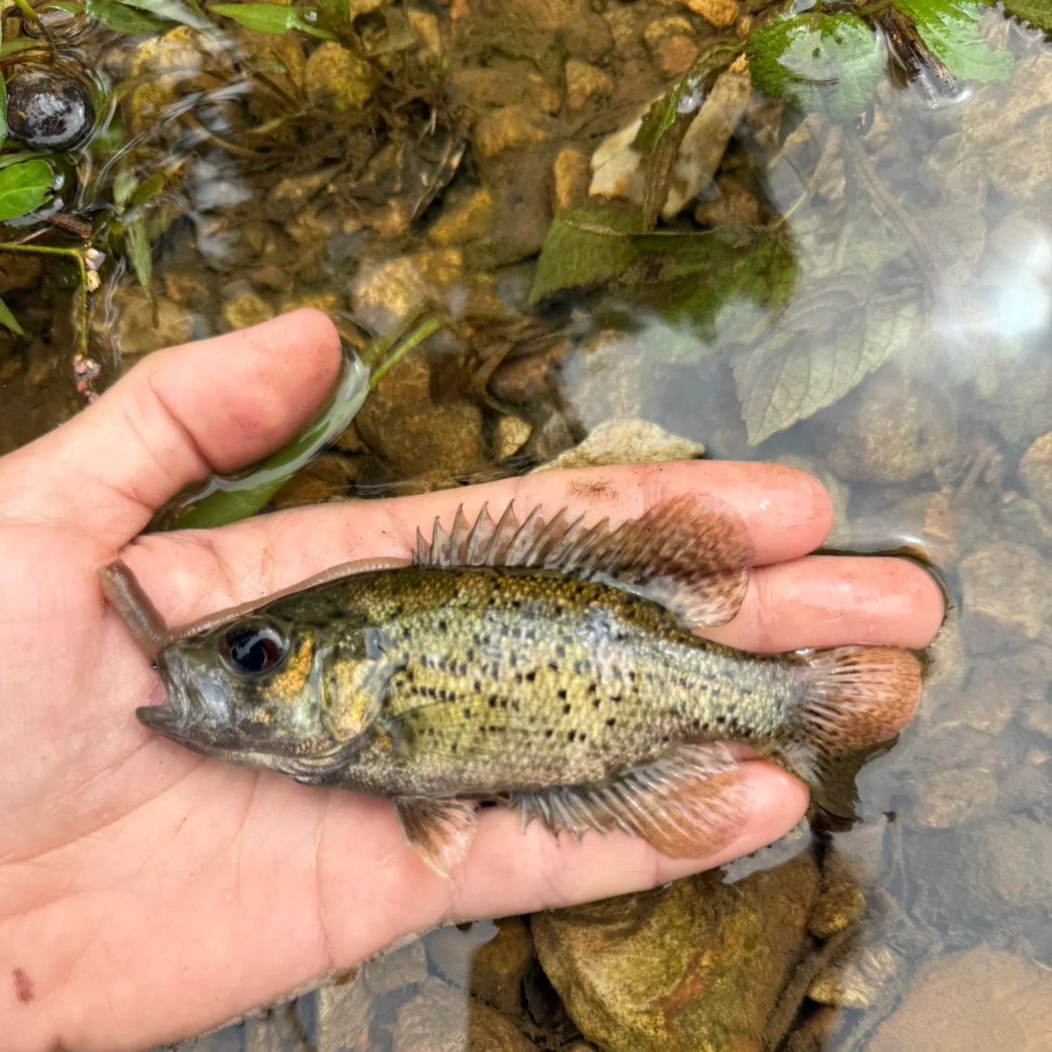 The most recent Ozark bass catches on Fishbrain