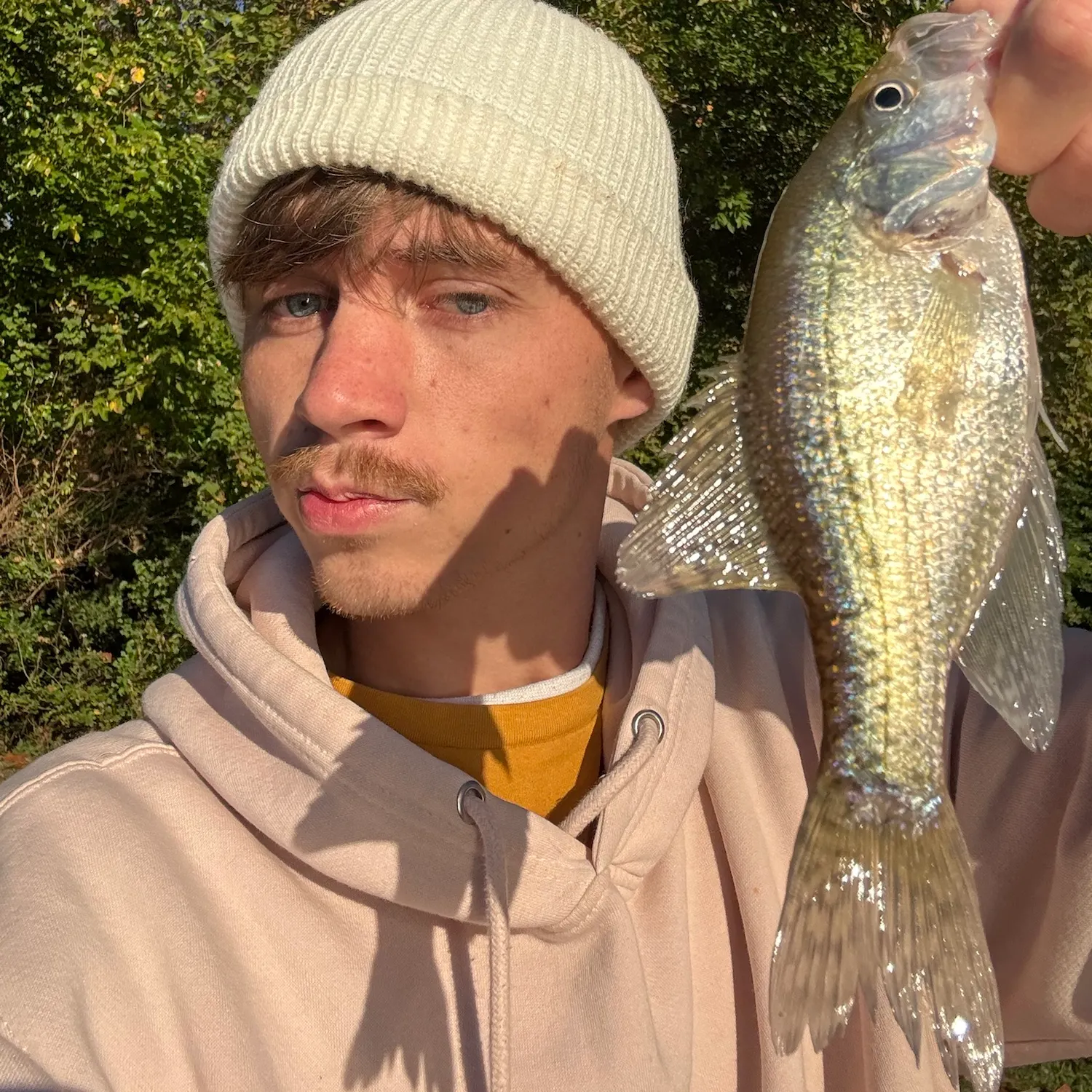 White crappie caught on Fishbrain