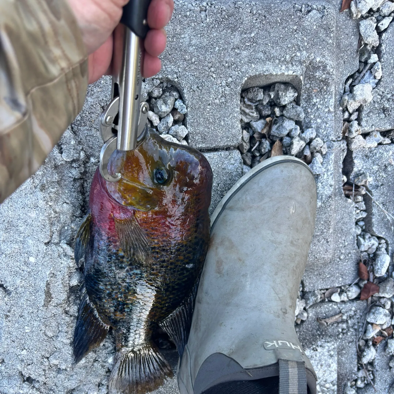 The most recent Redhead cichlid catches on Fishbrain