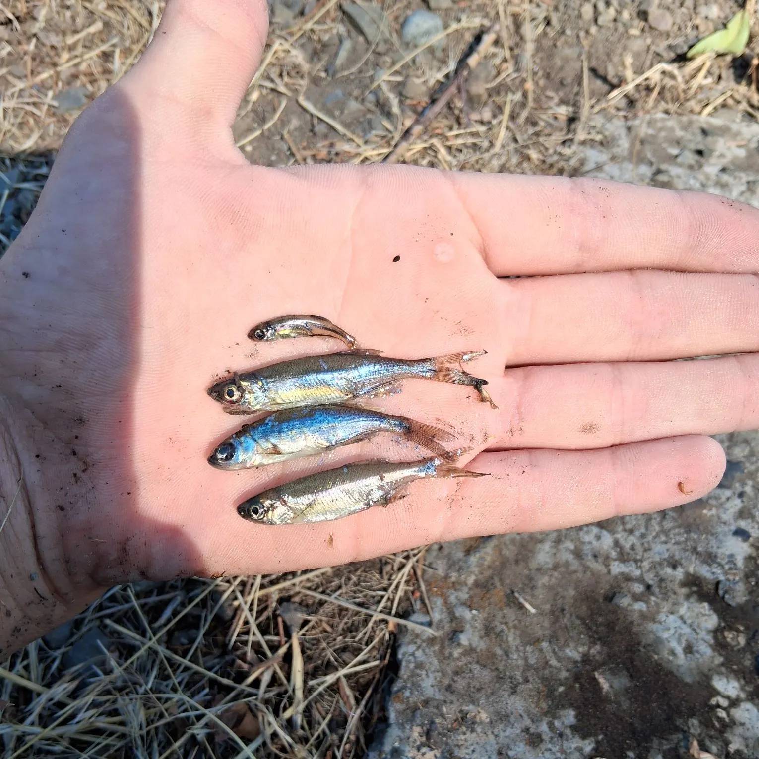 Rainbow trout caught on Fishbrain