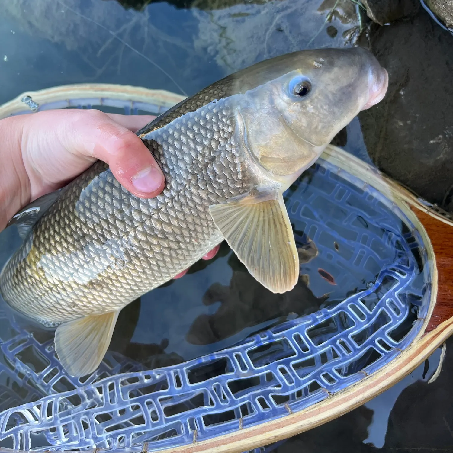 White sucker caught on Fishbrain