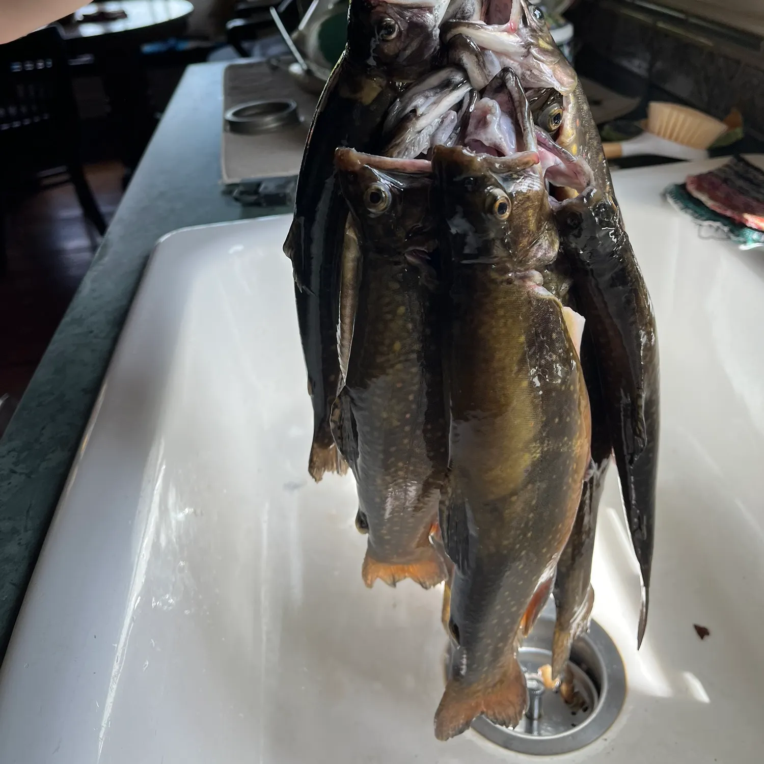 Brook trout caught on Fishbrain