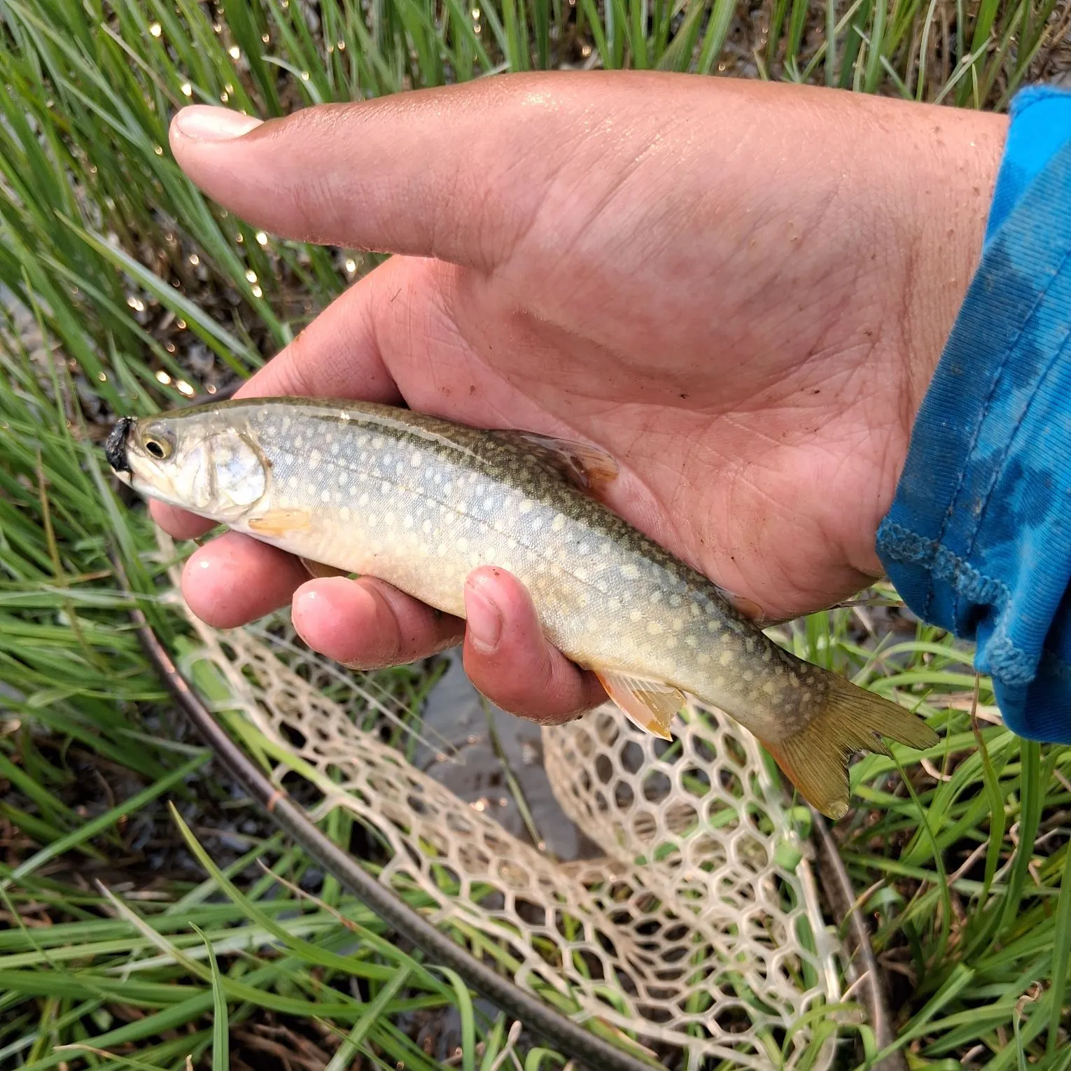 The most recent Splake catches on Fishbrain