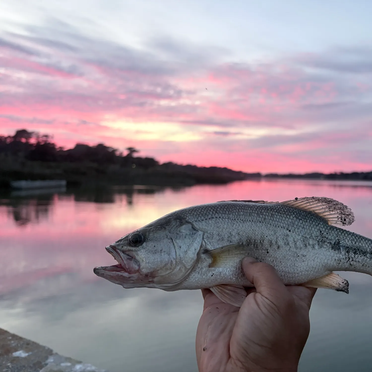 Largemouth bass caught on Fishbrain