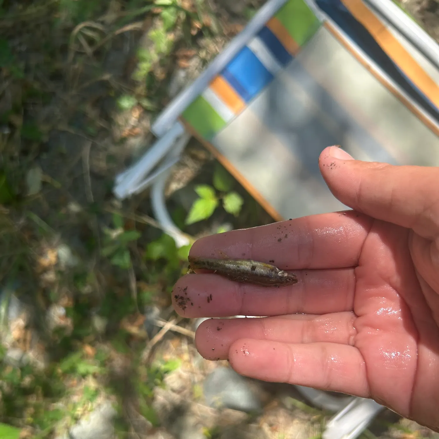 The most recent Speckled dace catches on Fishbrain