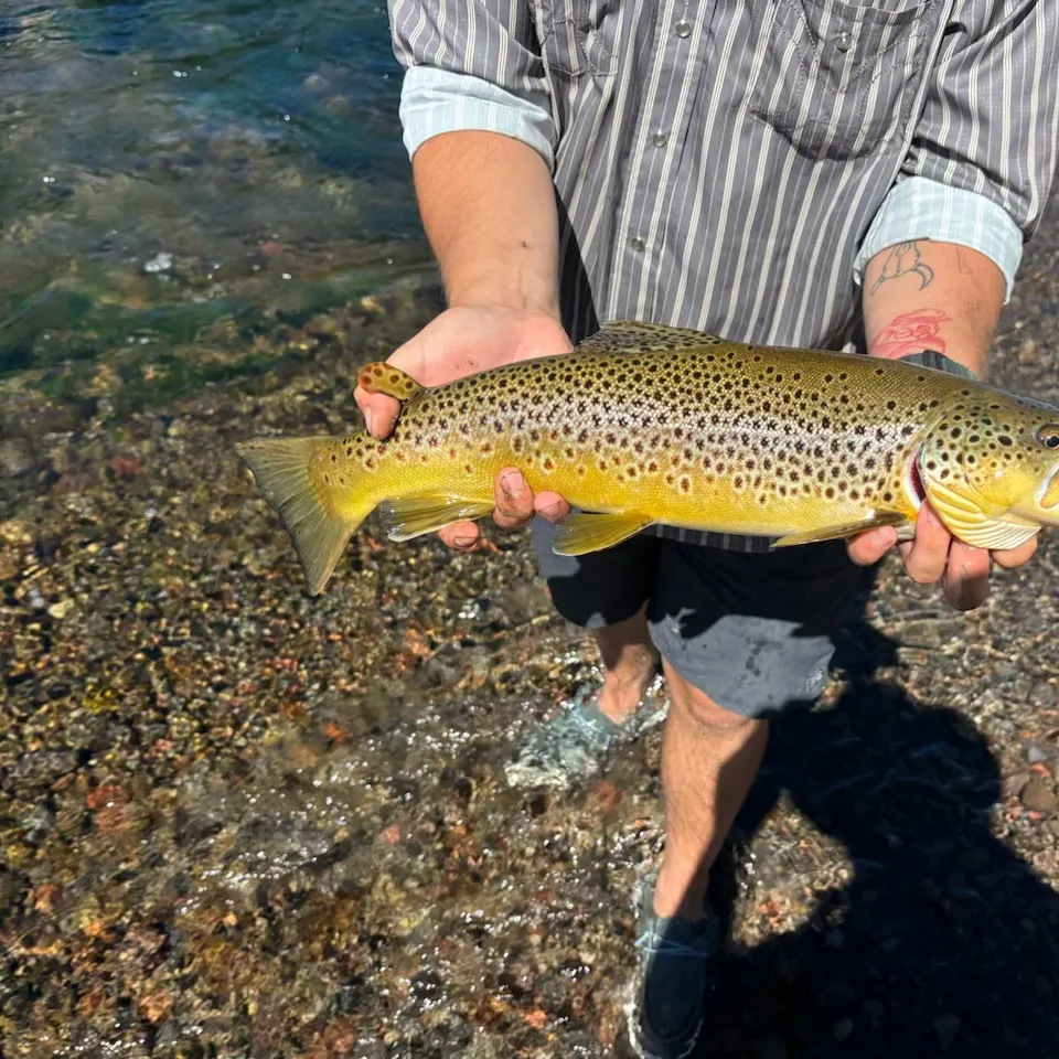 Brown trout caught on Fishbrain
