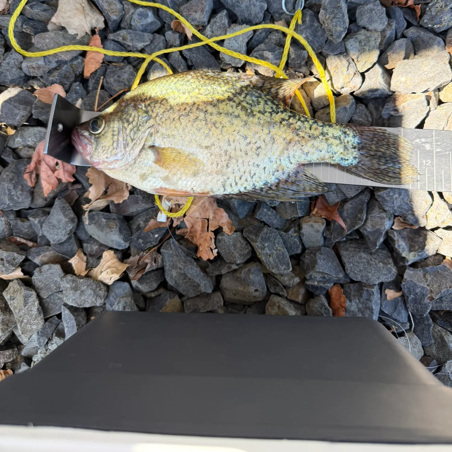 Black crappie caught on Fishbrain