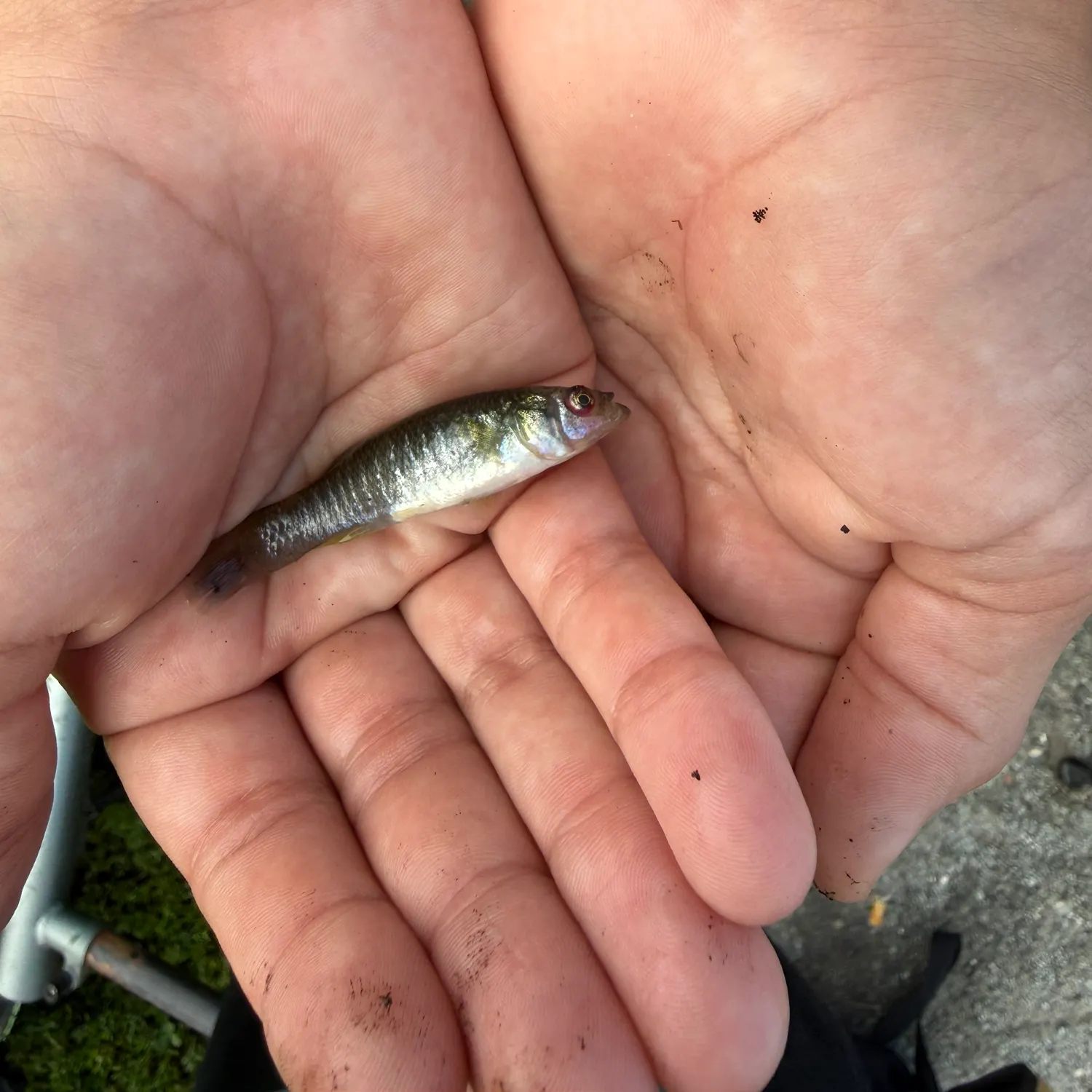 The most recent Mummichog catches on Fishbrain