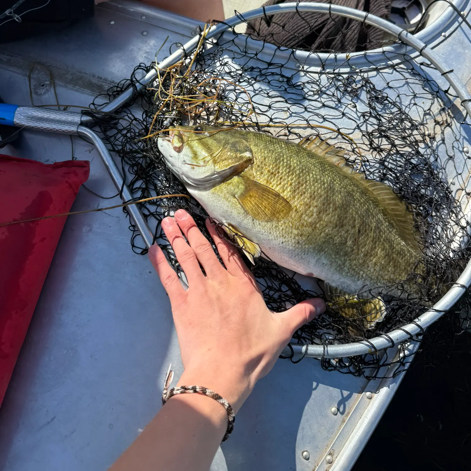 Smallmouth bass caught on Fishbrain