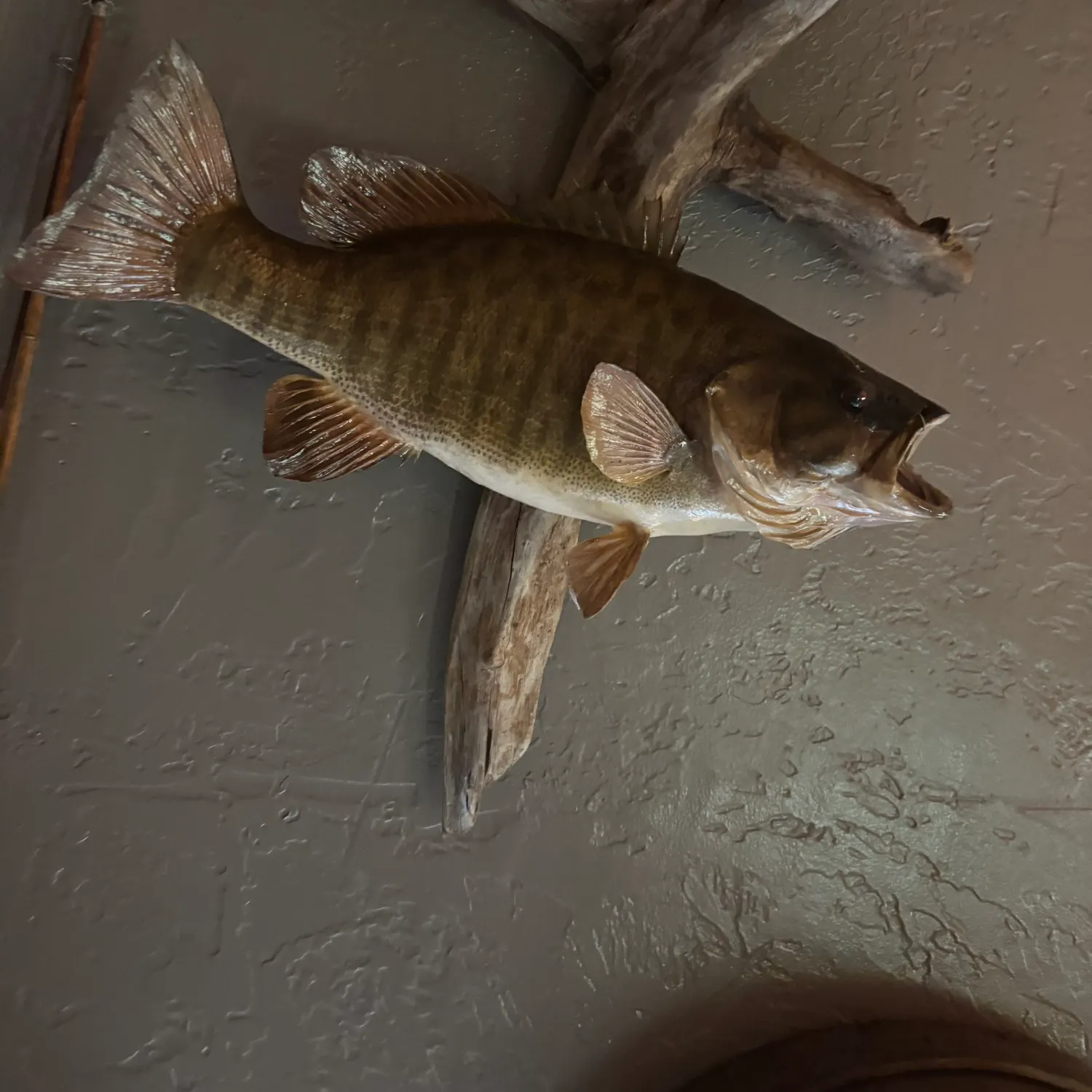 Smallmouth bass caught on Fishbrain