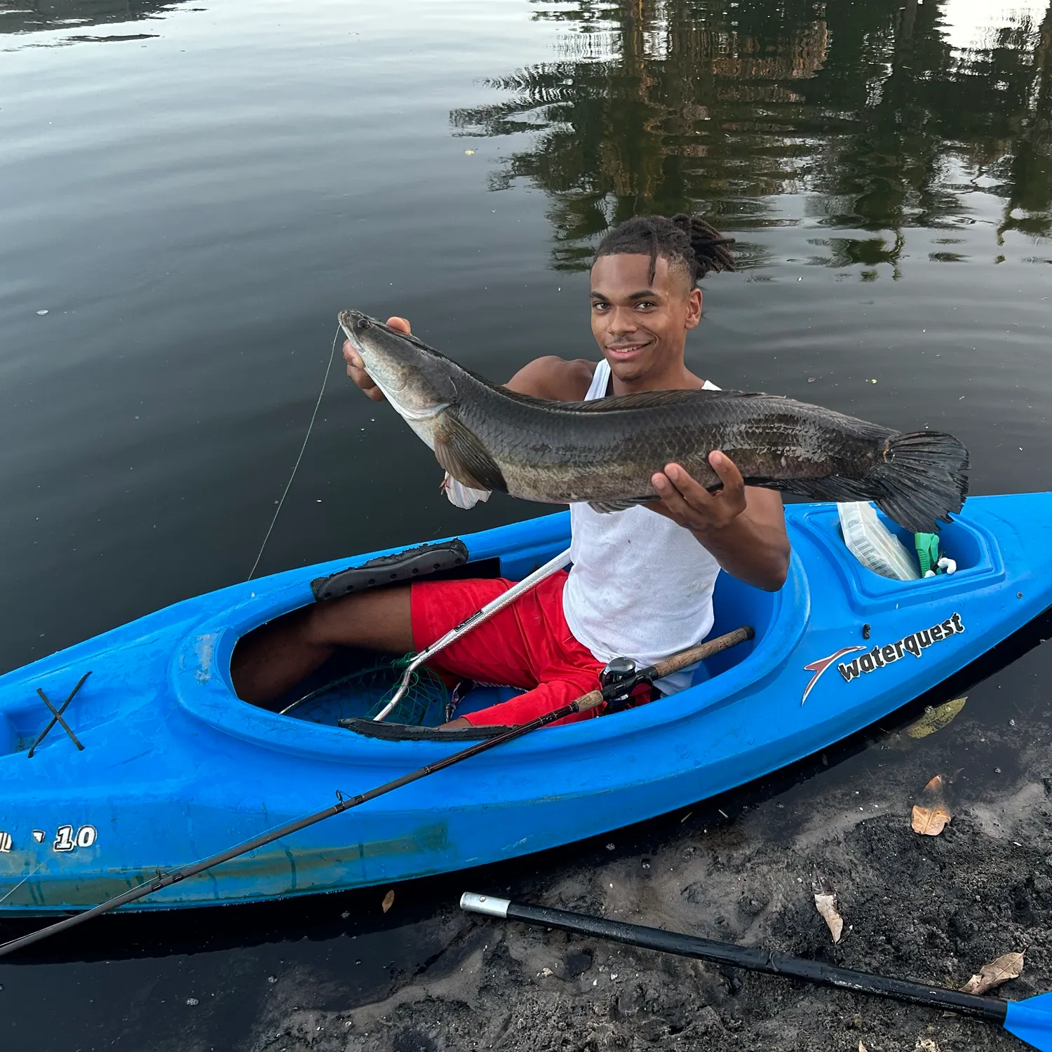 Bullseye snakehead caught on Fishbrain