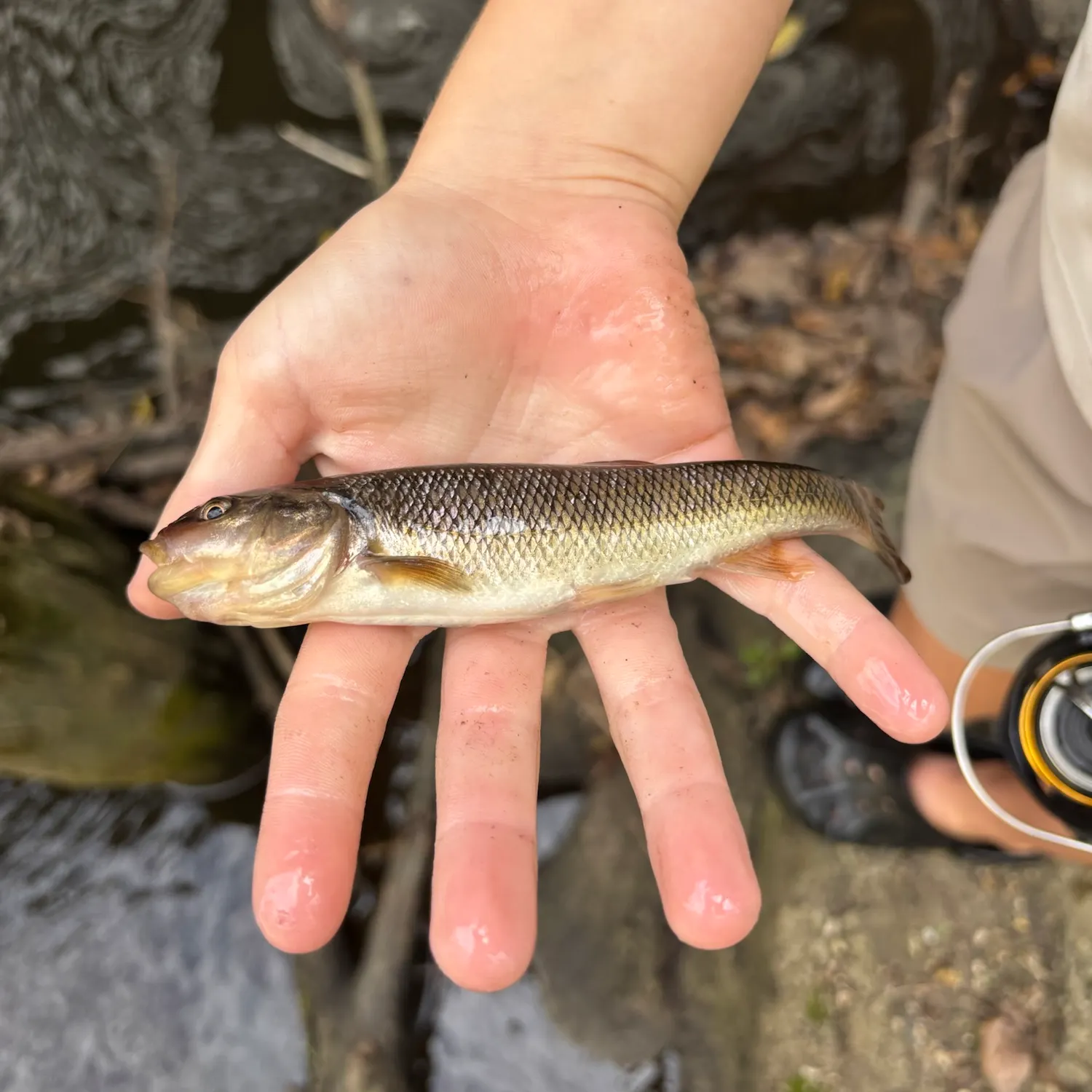 Creek chub caught on Fishbrain