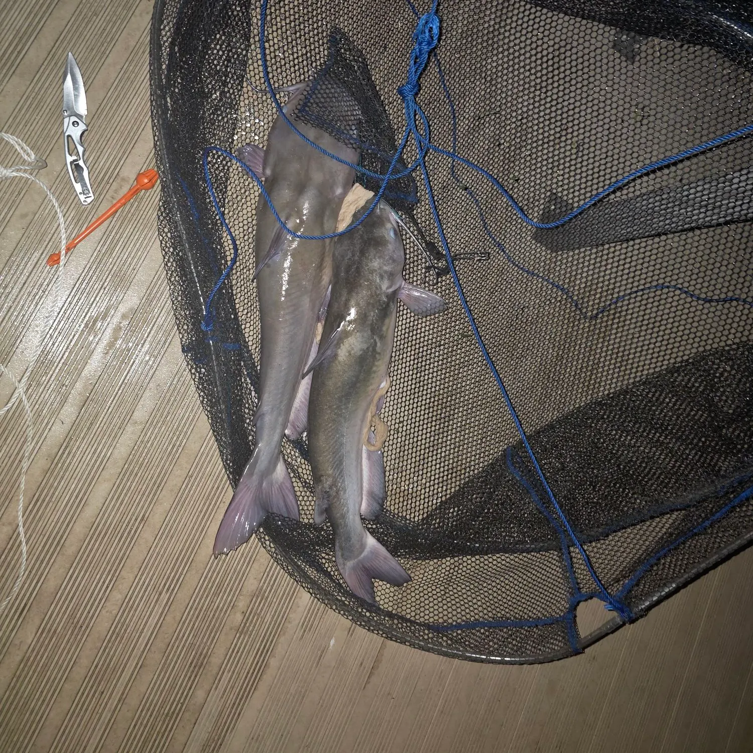 Blue catfish caught on Fishbrain