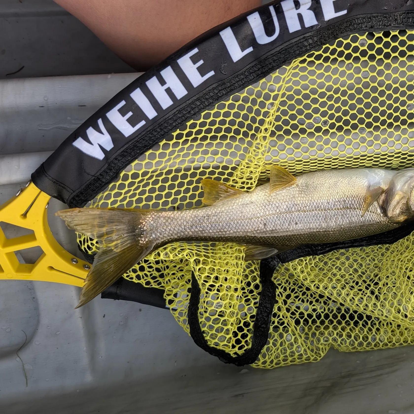 Northern pikeminnow caught on Fishbrain