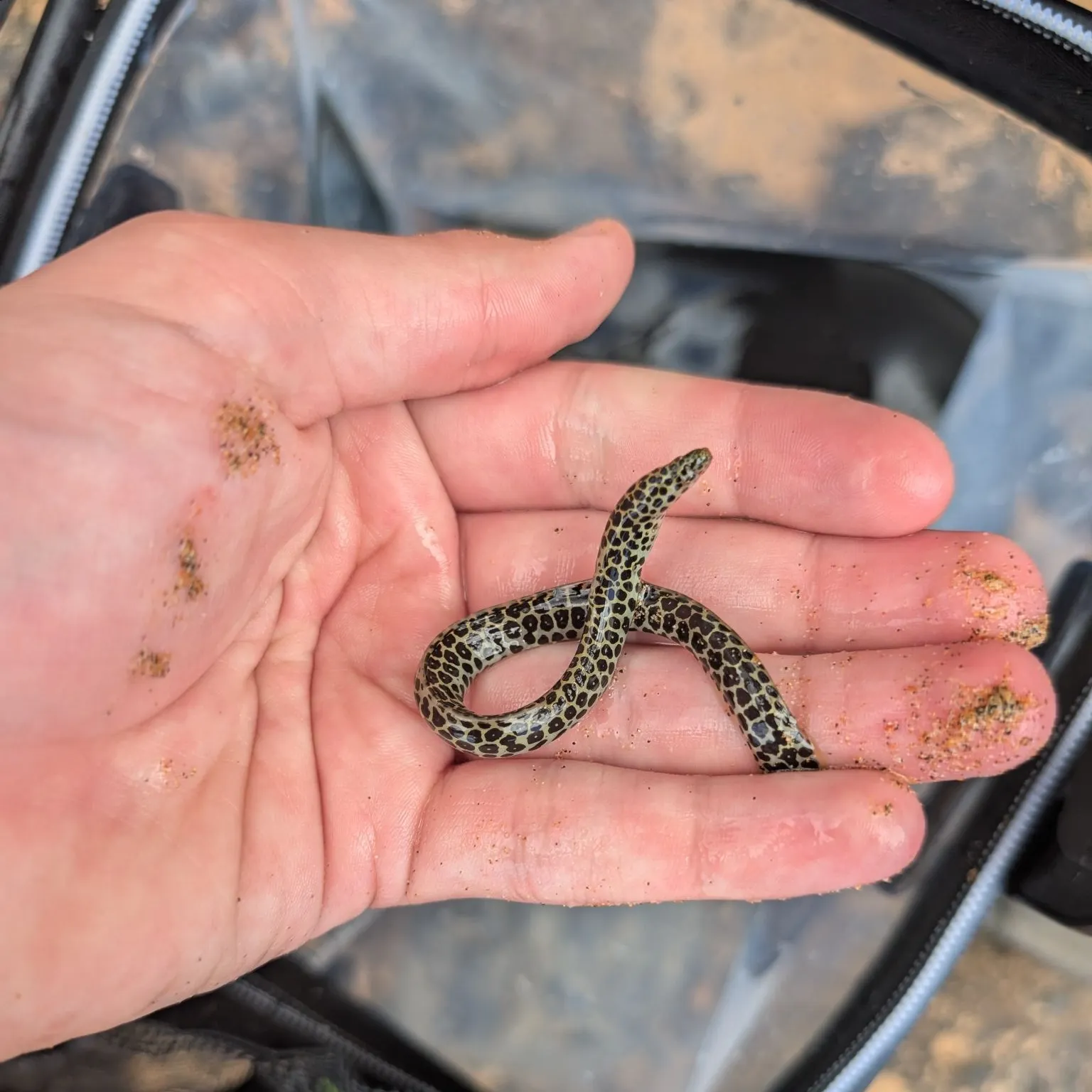 The most recent Peppered moray catches on Fishbrain