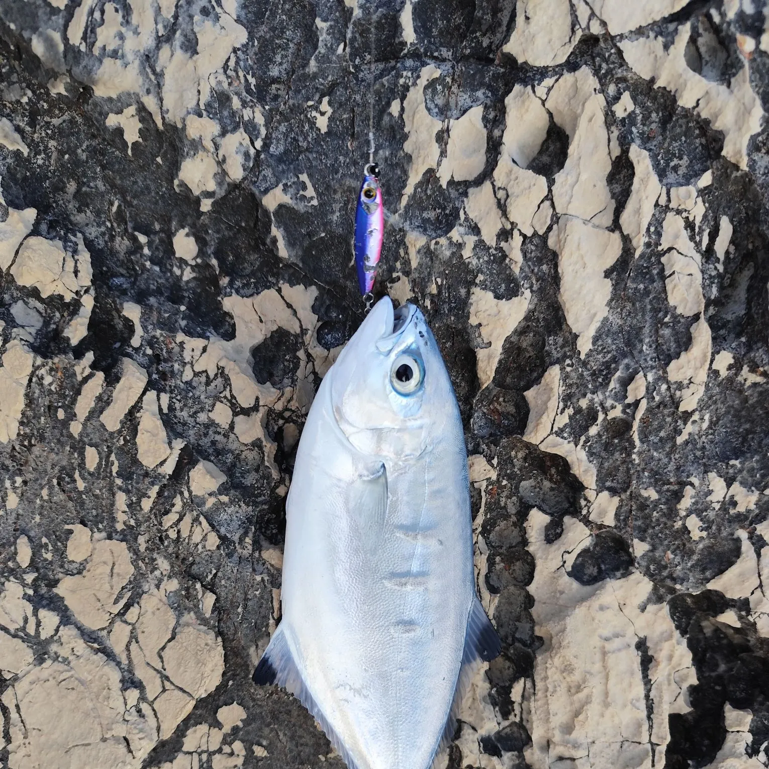 The most recent Derbio pompano catches on Fishbrain