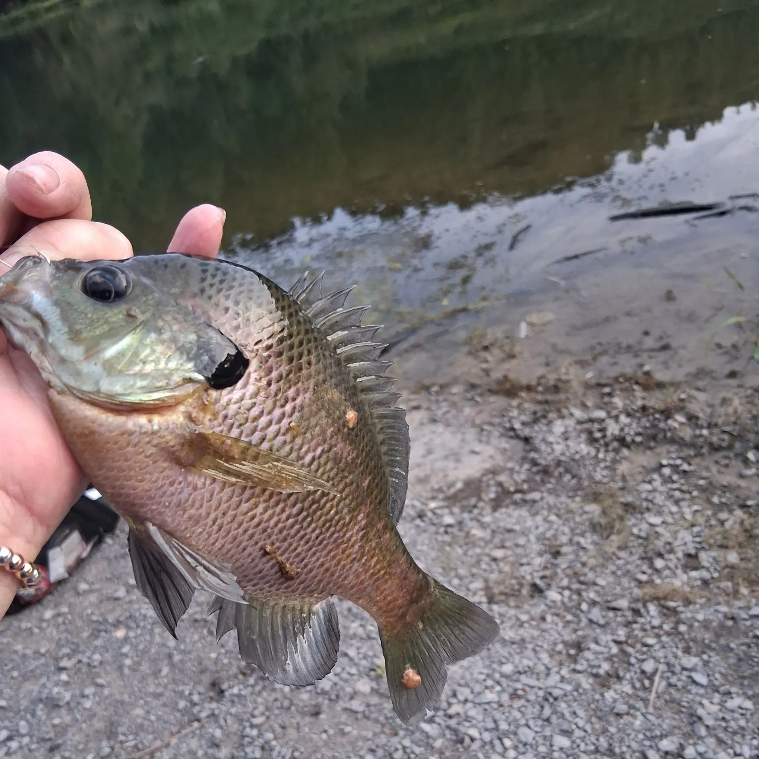 Greengill hybrid caught on Fishbrain