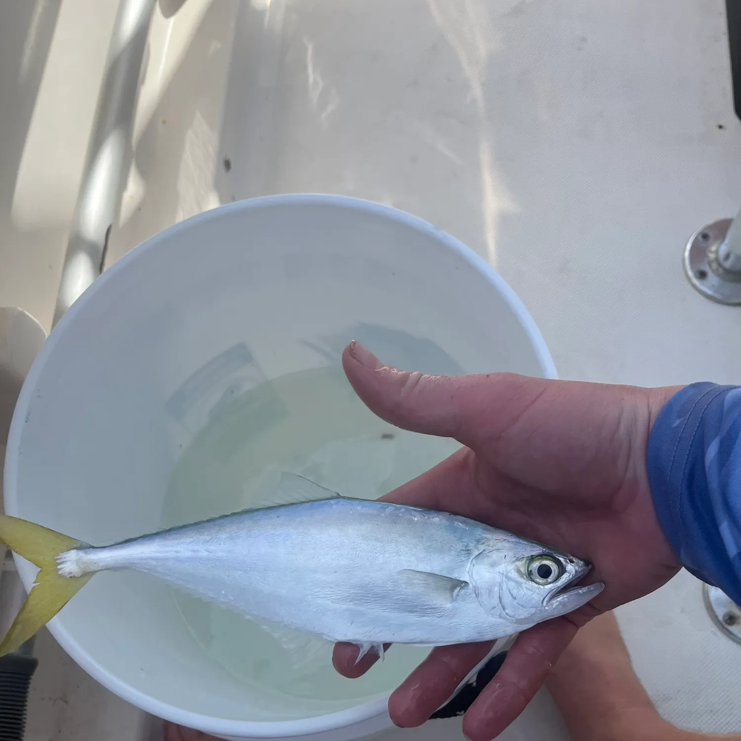 The most recent Leatherjack catches on Fishbrain