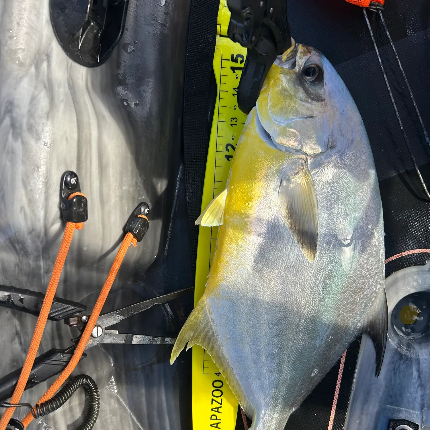 Florida pompano caught on Fishbrain