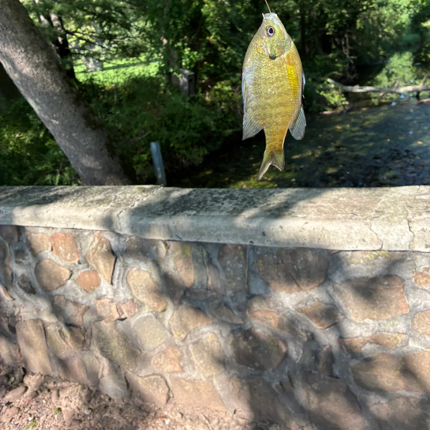 Smallmouth bass caught on Fishbrain