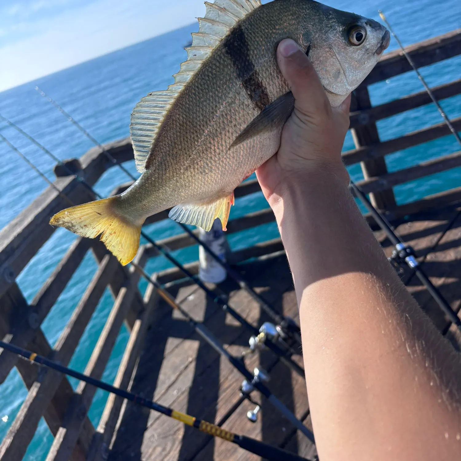 The most recent Sargo catches on Fishbrain