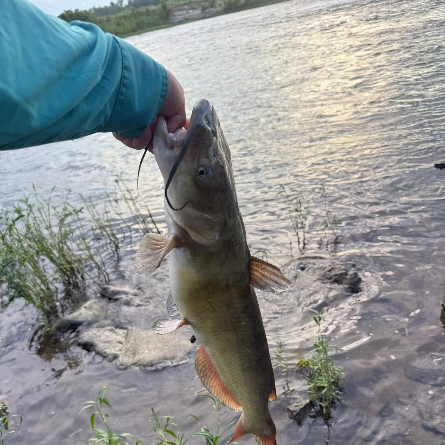 Channel catfish caught on Fishbrain