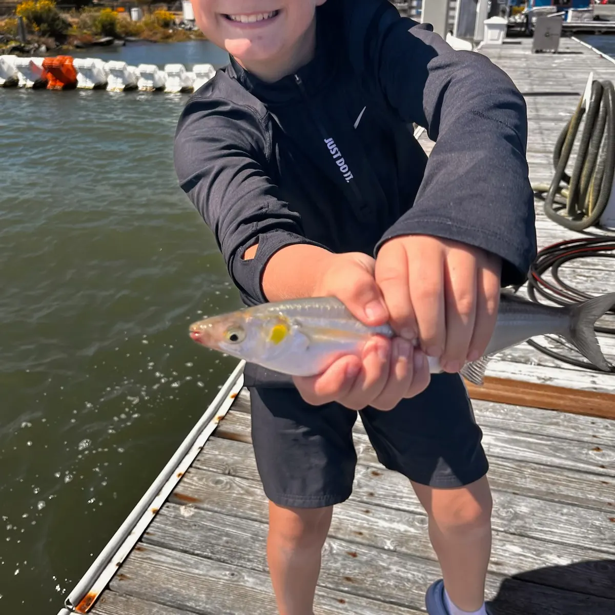 The most recent Surf smelt catches on Fishbrain