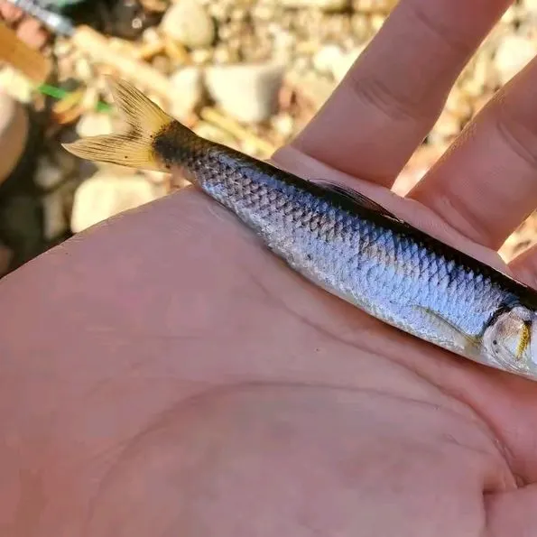 The most recent Warpaint shiner catches on Fishbrain