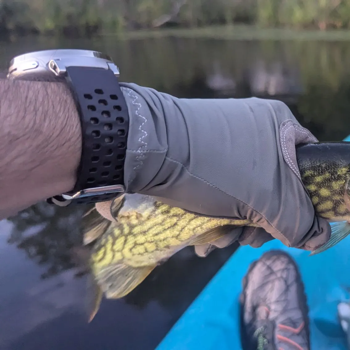 Chain pickerel caught on Fishbrain
