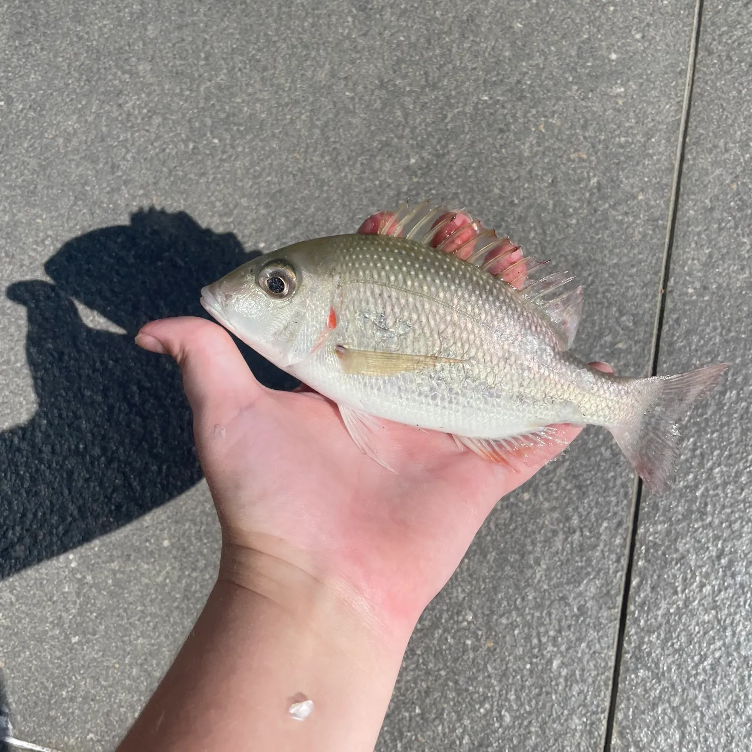 The most recent Painted sweetlips catches on Fishbrain
