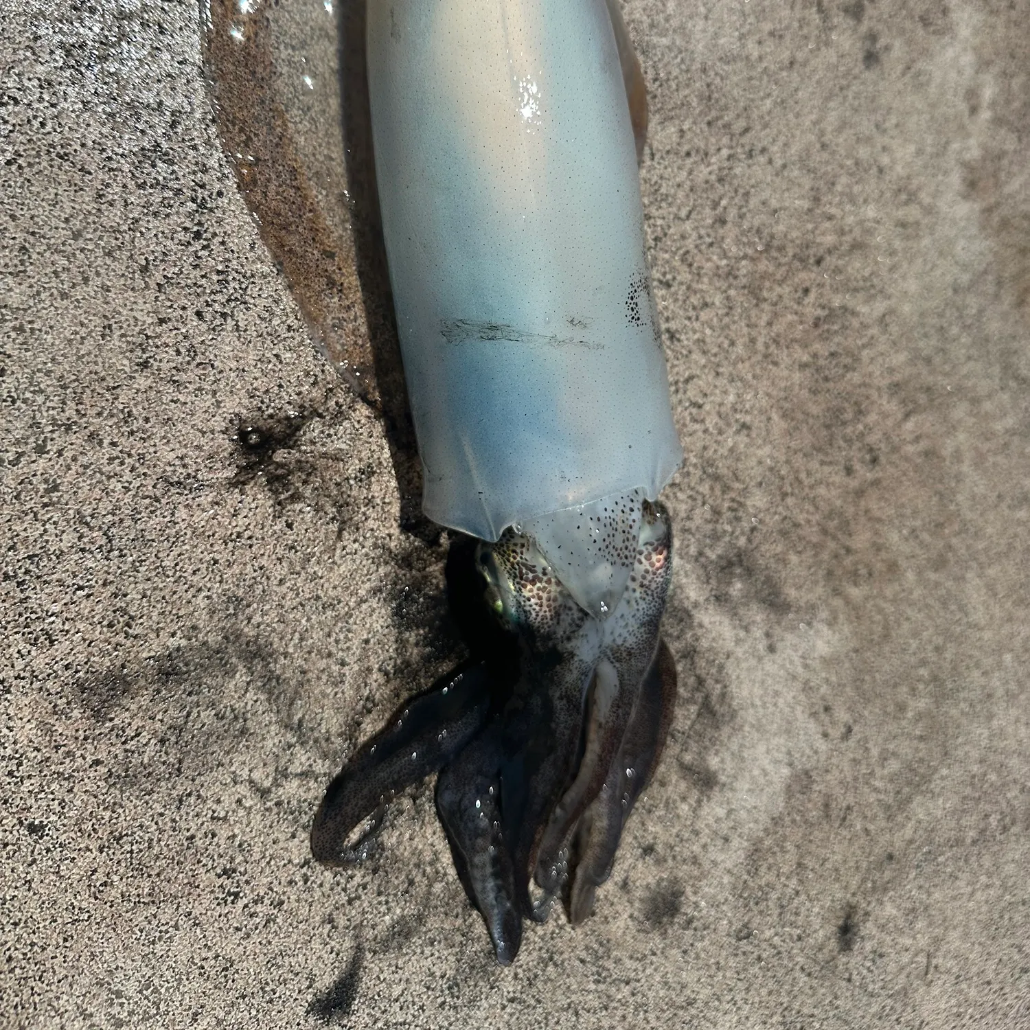 The most recent Gould's squid catches on Fishbrain